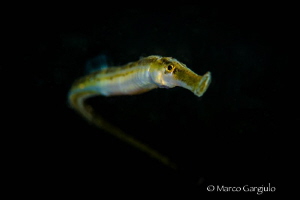 Pipifish by Marco Gargiulo 